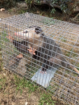 Why Wild Animals Can Be a Problem - Varment Guard Wildlife Services