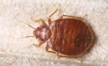Bed Bug Removal Prep Checklist