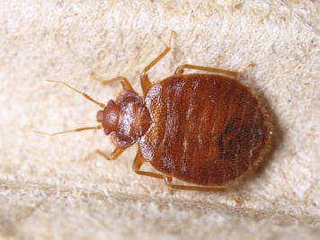 Bed Bug Exterminator Chicago Toppestkillers