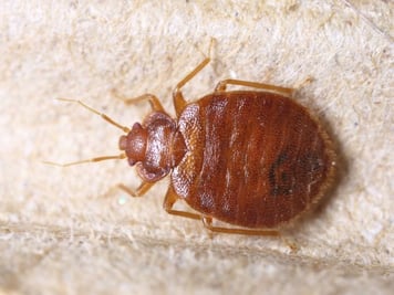 bed bug, bed bug control