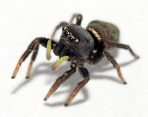 jumping spider