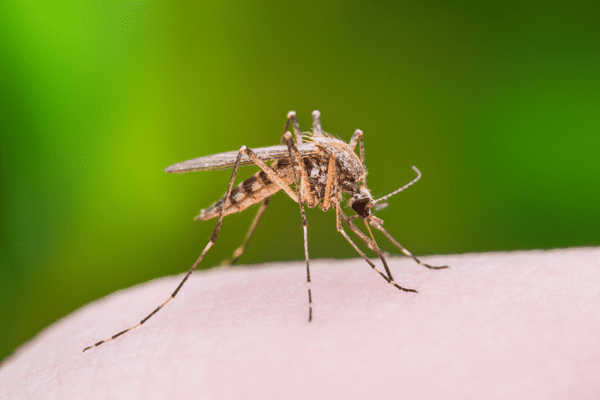 Natural Mosquito Control | SafeHaven Pest Control | Dallas, Texas
