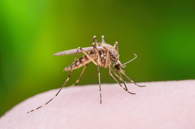 How To Tell A Mosquito Bite From A Spider Bite How To Tell A Mosquito Bite From A Spider Bite