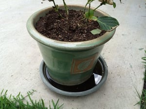 stagnant water, mosquito control