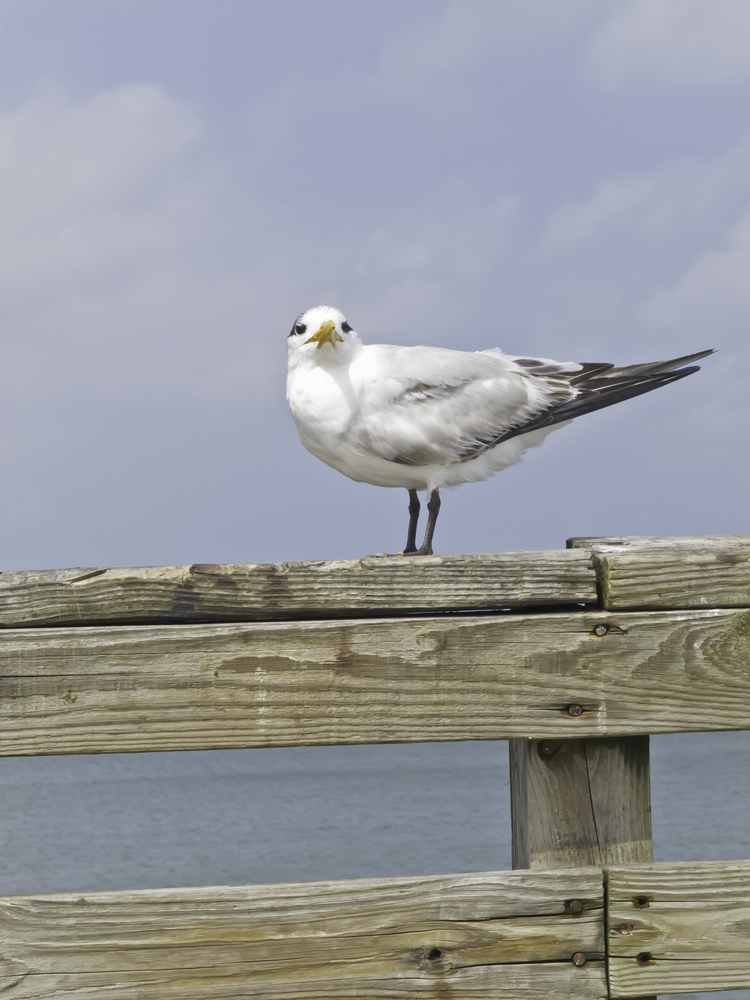 Birds In Attic