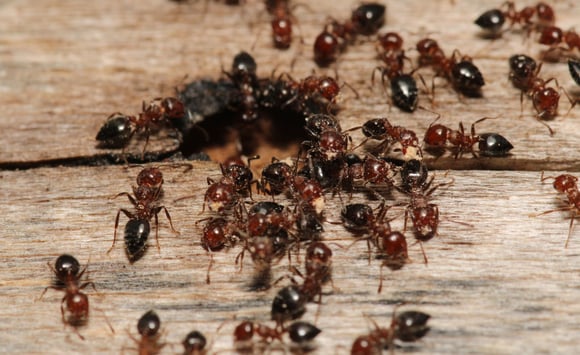 Signs of Carpenter Ants in House