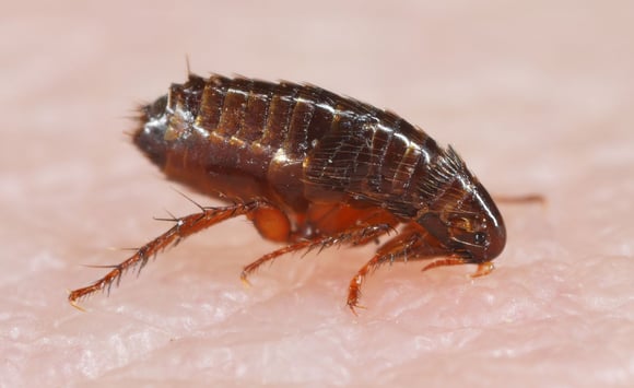 What Do Fleas Look Like To The Human Eye?