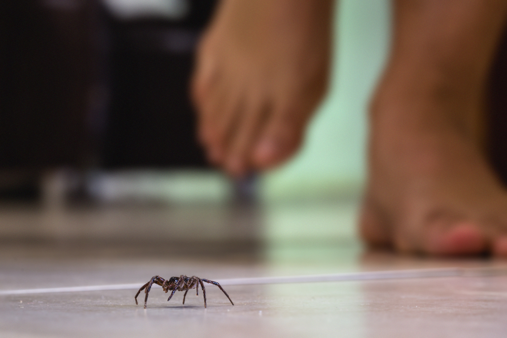 Creepy Crawly