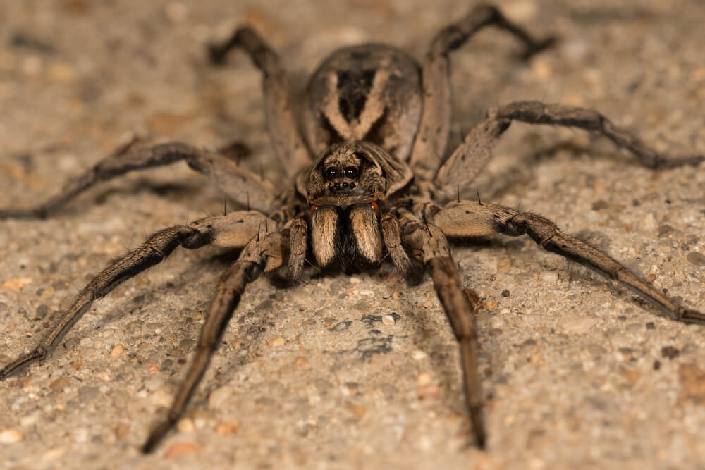 Texas Wolf Spiders