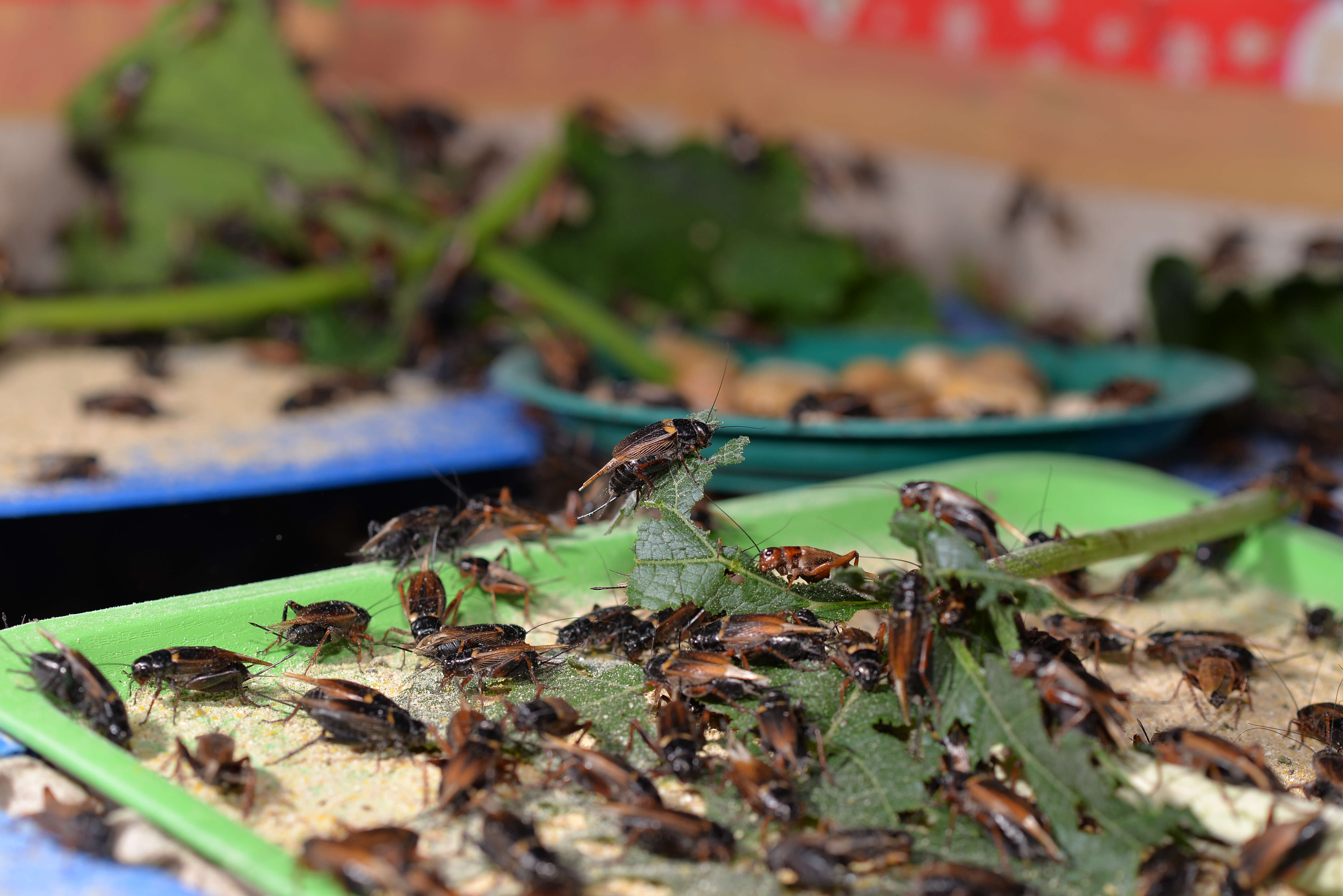 Crickets Feeing In Pond (1)