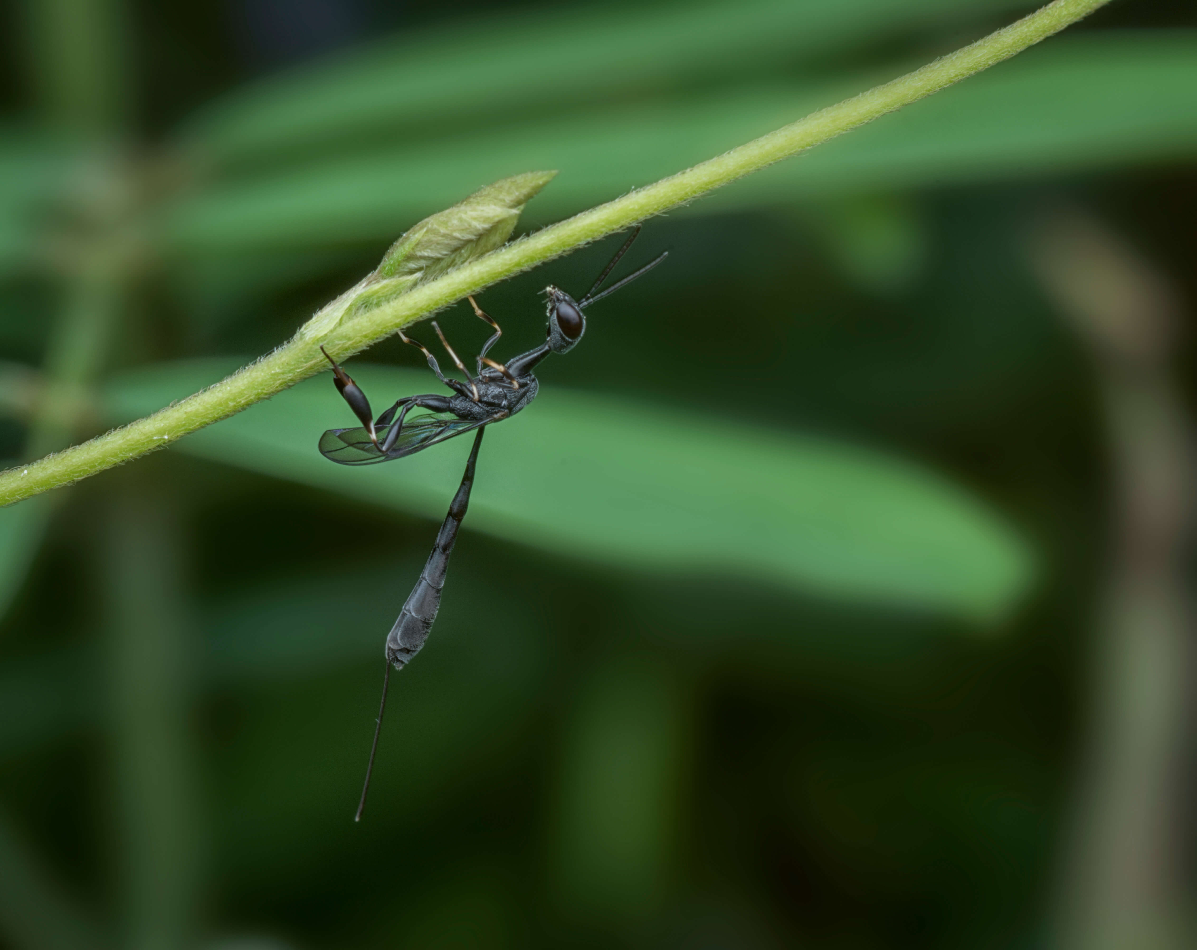 Ensign Wasp On Leaf