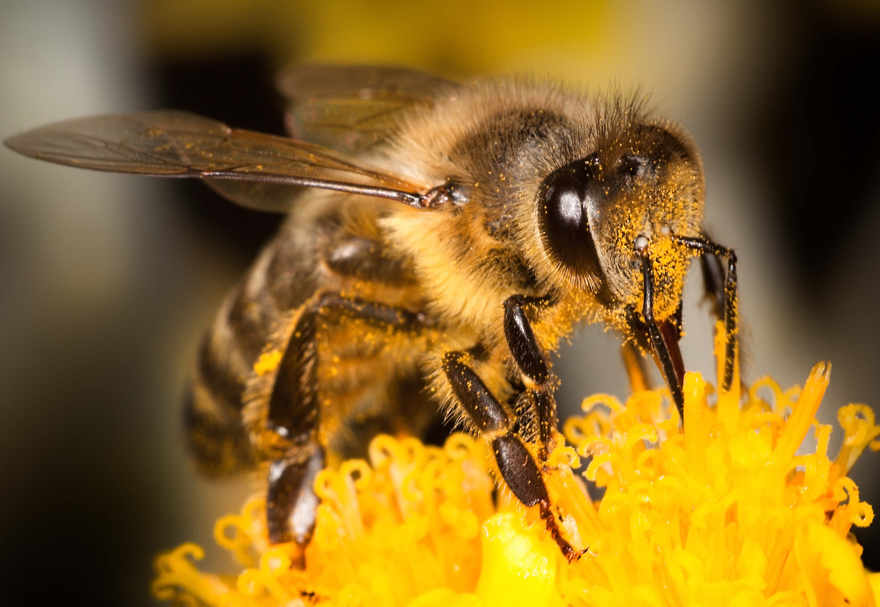Honey Bee Close Up On Flower (1)