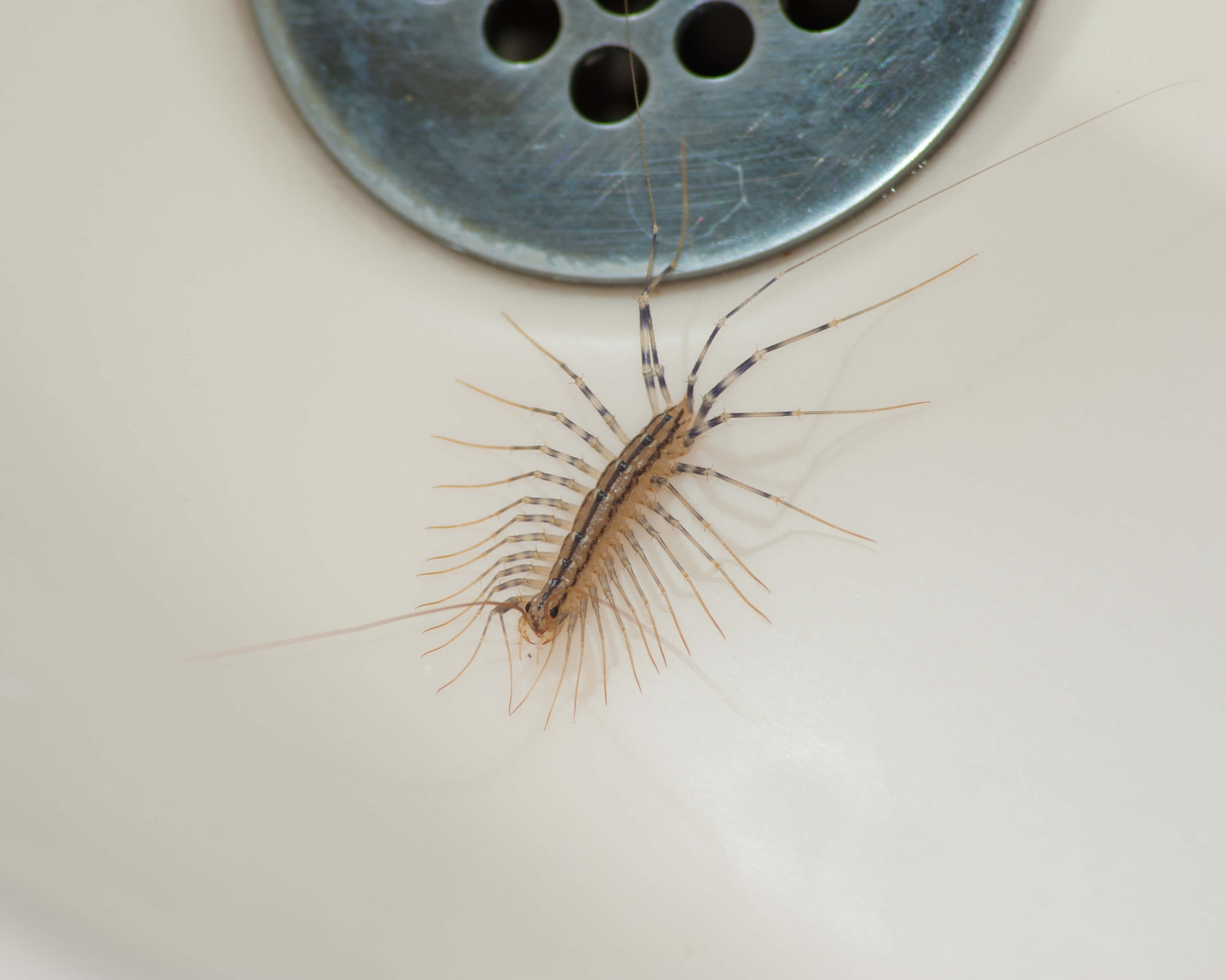 House Centipede tiny