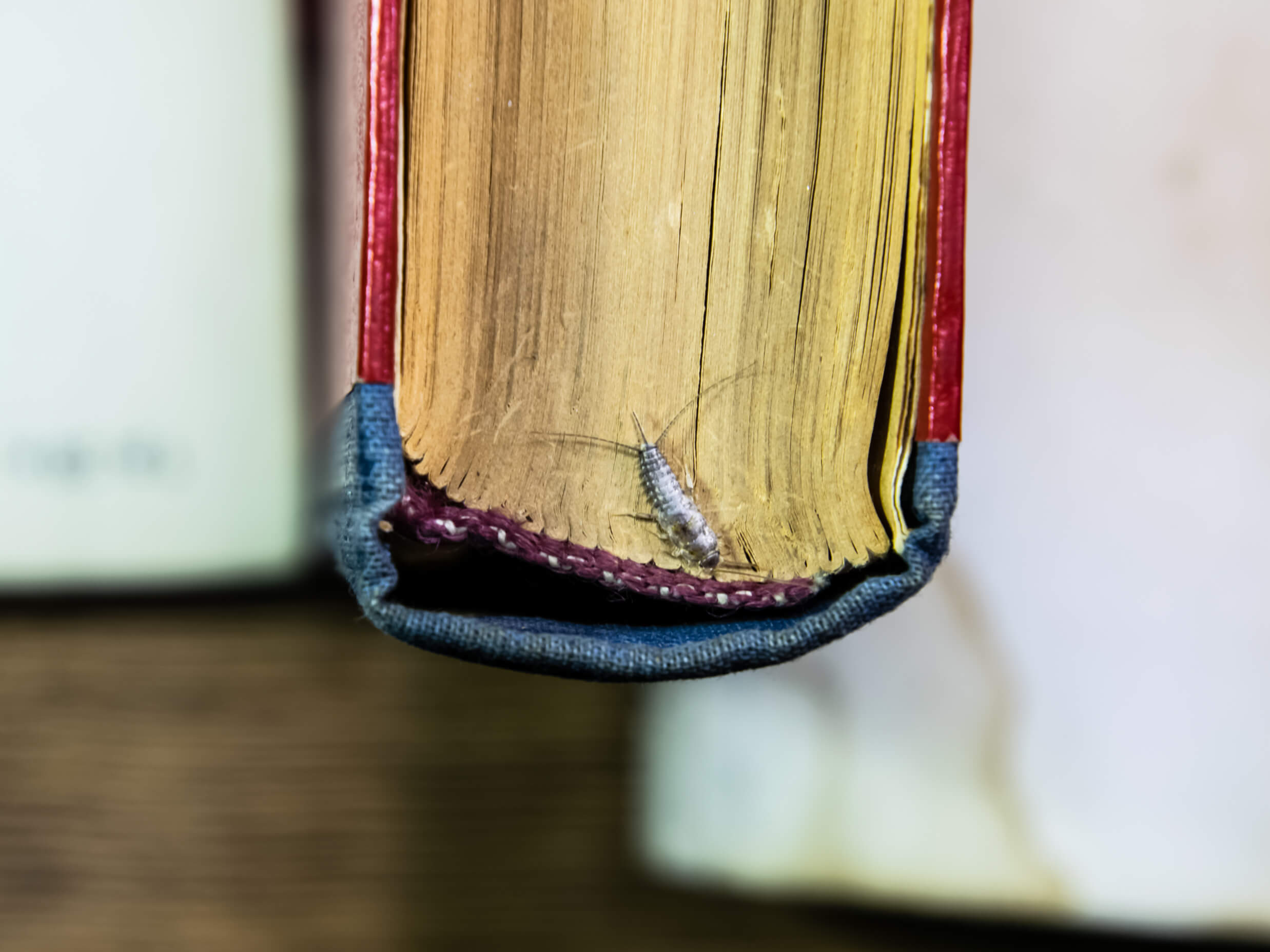 Silverfish Feeding On Book (1)