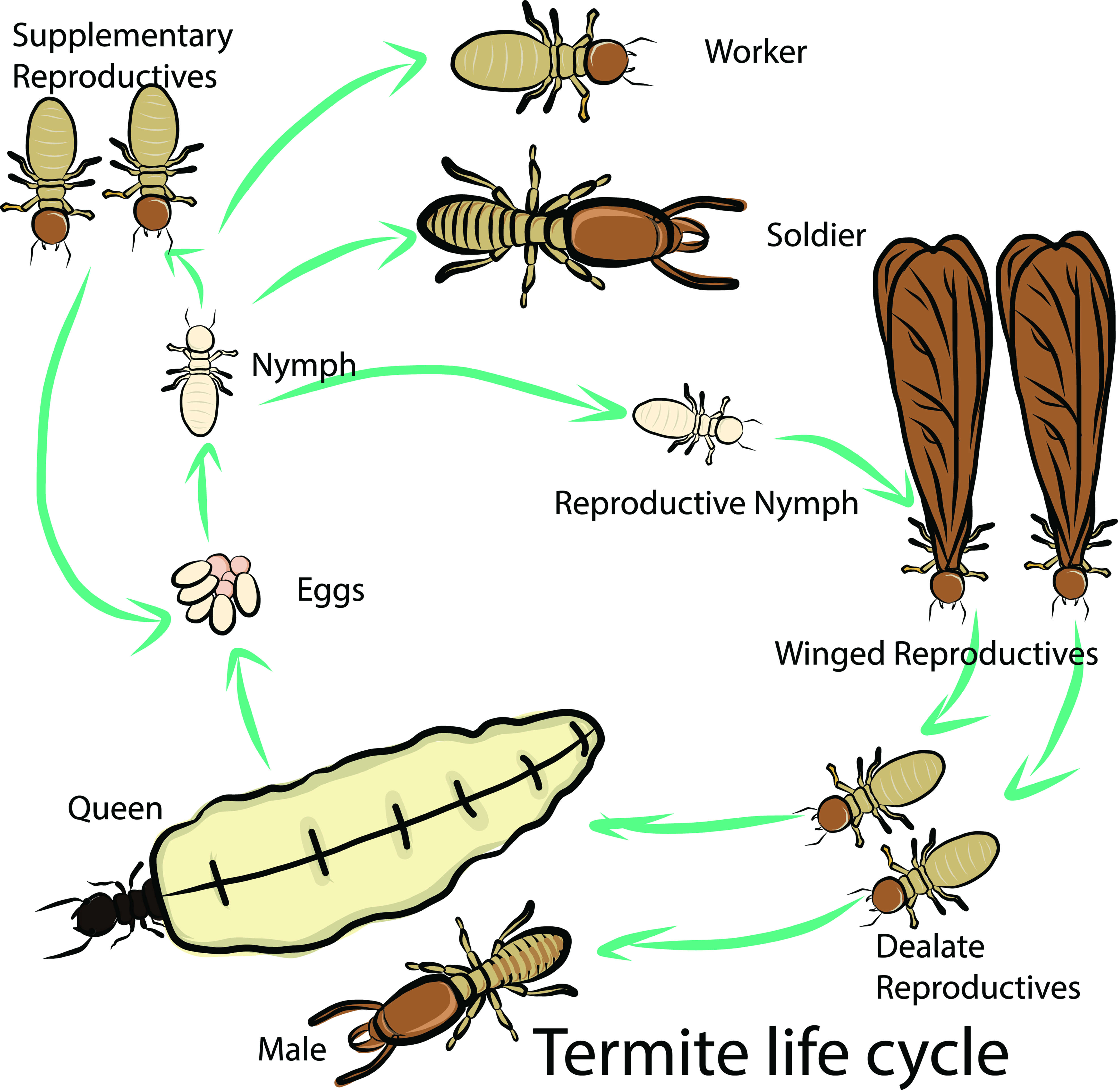 Termite Life Cycle