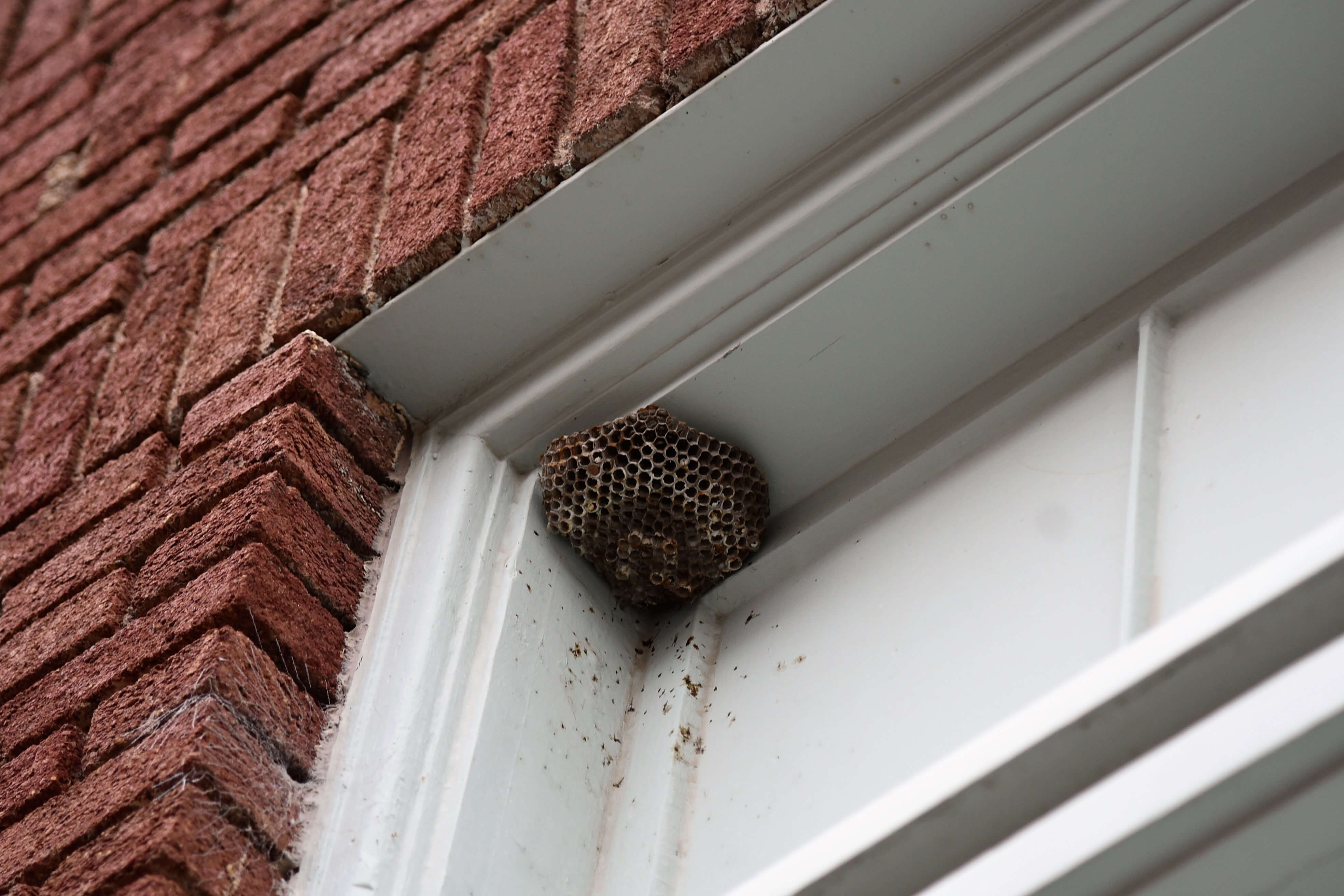 Wasp Nest In Window Frame (1)