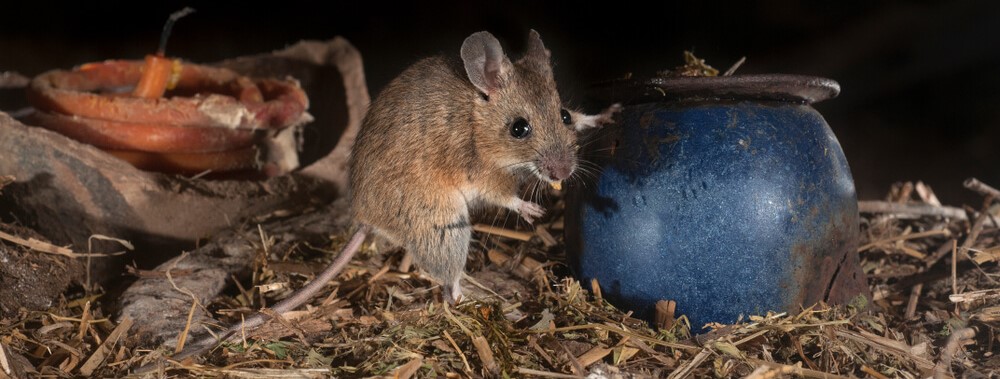 Mouse In Attic