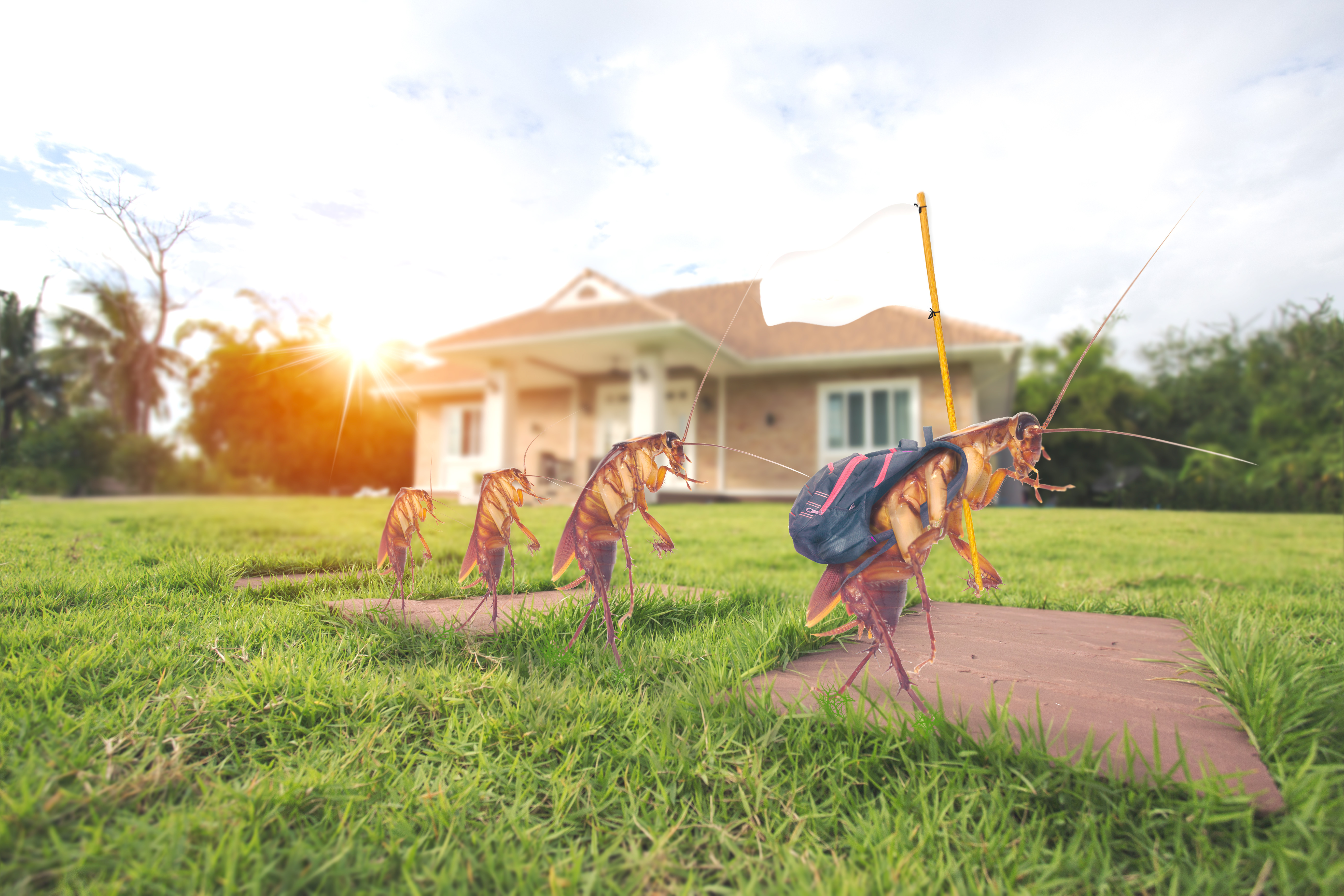 Cockroaches