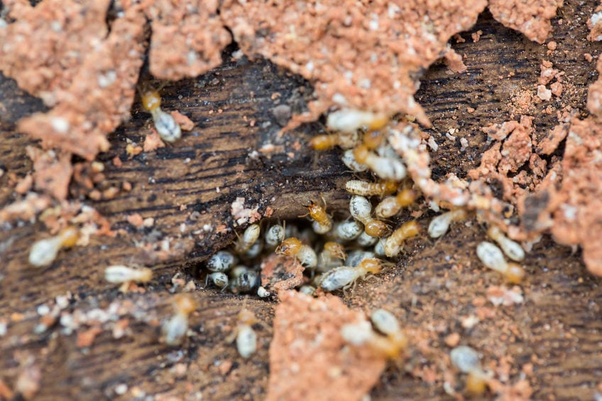 Termites