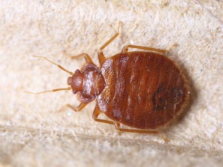 A1 Bed Bug Exterminator Charlotte Llc