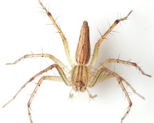 Brown Recluse Spider