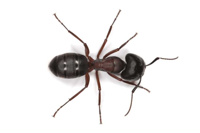 carpenter-ant