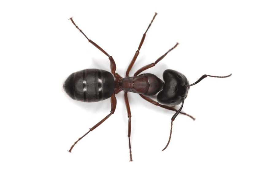 Carpenter Ants