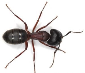 Carpenter Ants