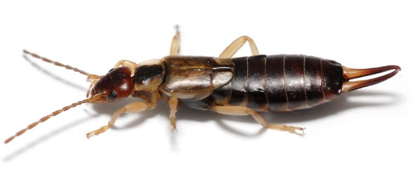 Earwig