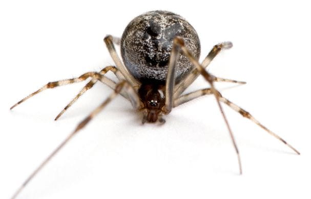 House Spider