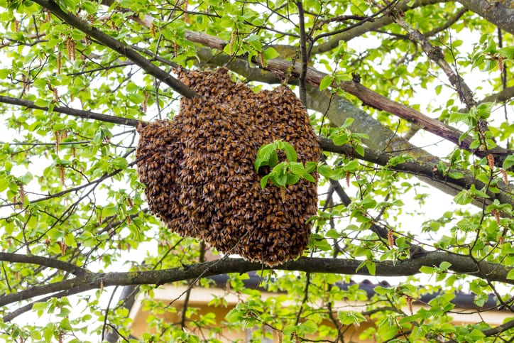     Honey Bee Removal