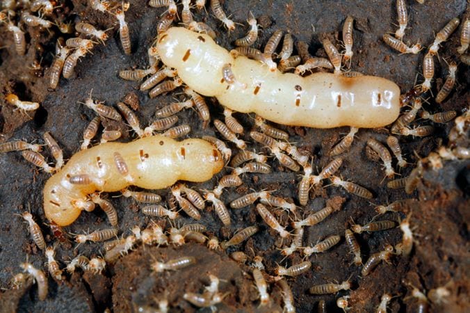 Termite Queens