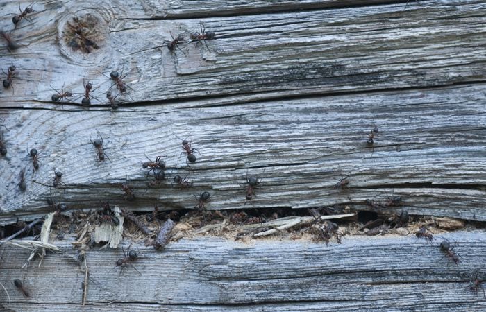 Carpenter Ants