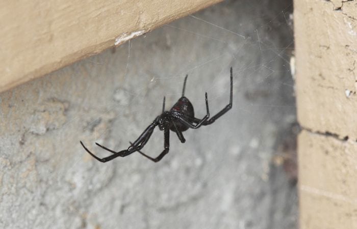 Black Widow Spider