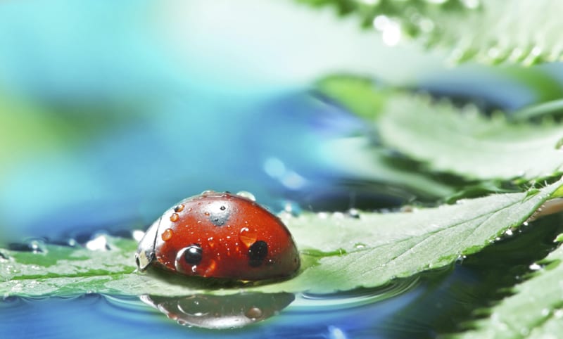 istock_sh_ladybug_sm