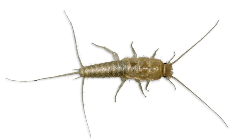 Silverfish