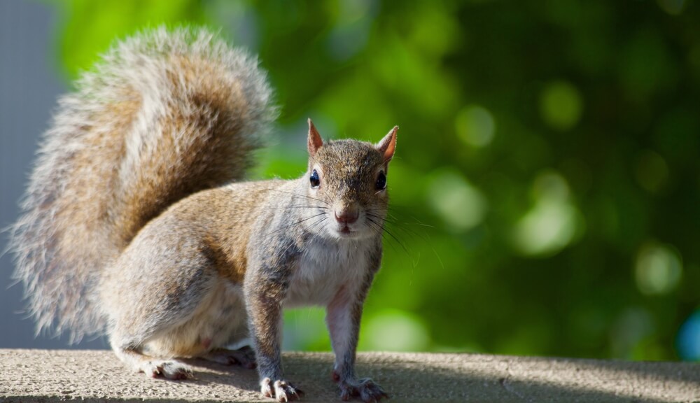 Squirrel On Log Squirrel On Log