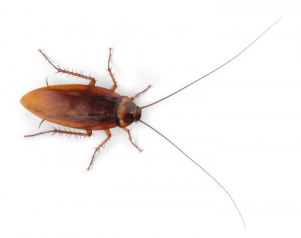 cockroach__full-width-9-col-600x474