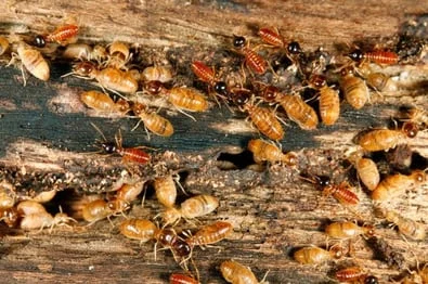 termites