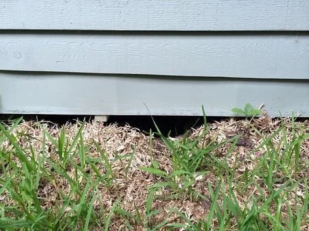 A low shot of light green house siding above a dark gap, illustrating a common entry point for pests.