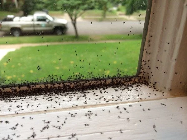 A close-up of a window shows hundreds of tiny black ants swarming the white sill, with more visible on the glass.