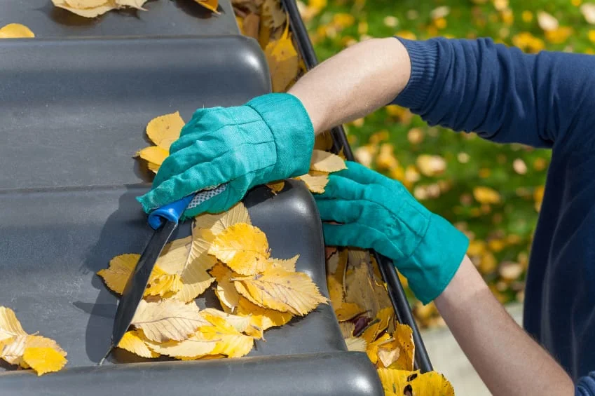 A person in green gloves uses a small tool to remove yellow autumn leaves from a dark gutter.